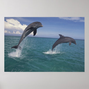 Caribbean, Bottlenose dolphins Tursiops 13 Poster