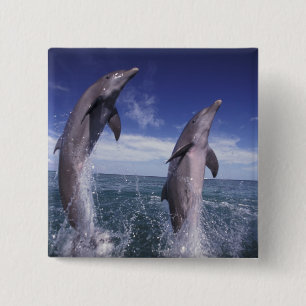 Caribbean, Bottlenose dolphins Tursiops 2 Inch Square Button