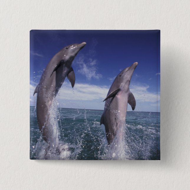 Caribbean, Bottlenose dolphins Tursiops 2 Inch Square Button (Front)