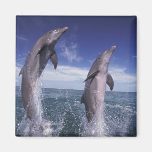 Caribbean, Bottlenose dolphins Tursiops Magnet