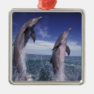 Caribbean, Bottlenose dolphins Tursiops Metal Ornament