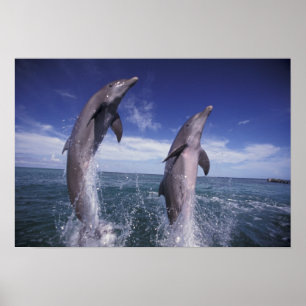 Caribbean, Bottlenose dolphins Tursiops Poster