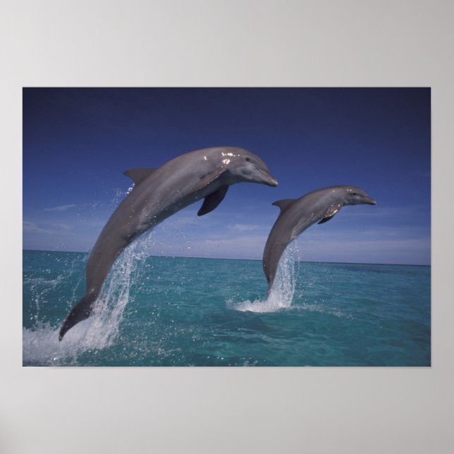 Caribbean, Bottlenose dolphins Tursiops Poster (Front)