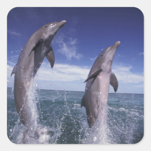 Caribbean, Bottlenose dolphins Tursiops Square Sticker