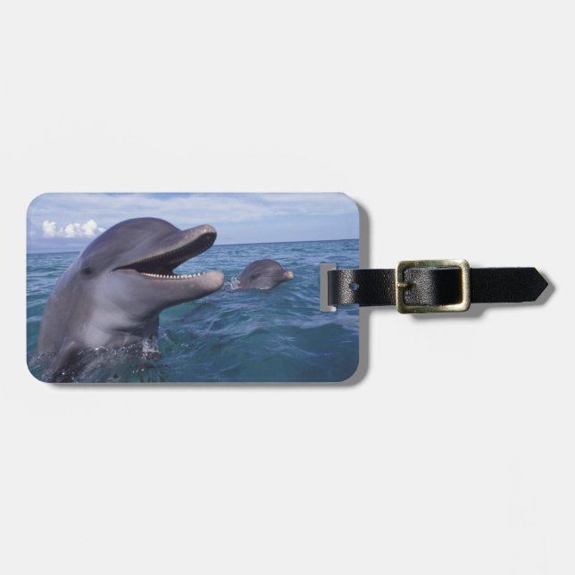 Caribbean, Bottlenose Luggage Tag (Front Horizontal)