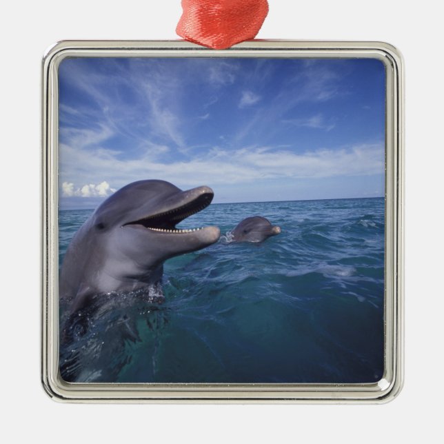 Caribbean, Bottlenose Metal Ornament (Front)