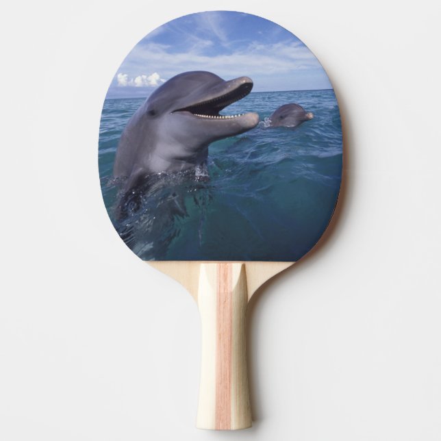 Caribbean, Bottlenose Ping Pong Paddle (Front)
