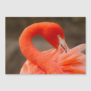 Caribbean flamingo
