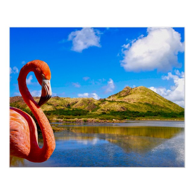 Caribbean flamingo in St kitts canvas Poster (Front)