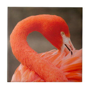 Caribbean flamingo tile