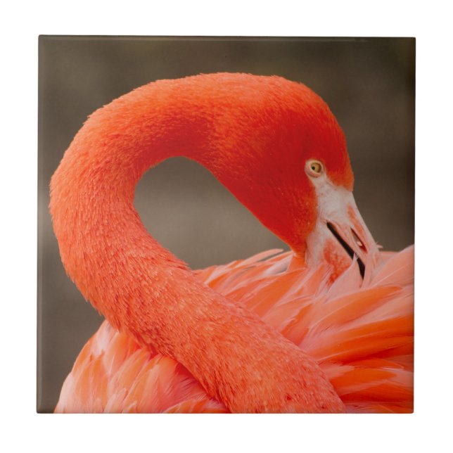 Caribbean flamingo tile (Front)