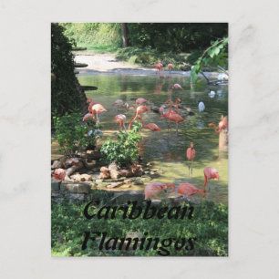 Caribbean Flamingos # 1 Postcard