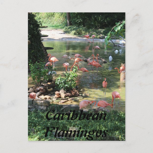 Caribbean Flamingos # 1 Postcard (Front)