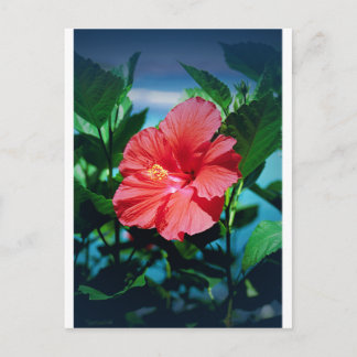 Caribbean flower postcard