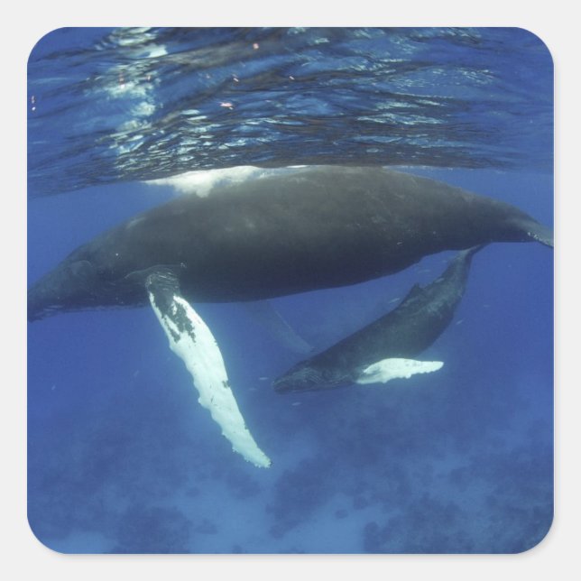 Caribbean, Greater Antilles archipelago, Square Sticker (Front)