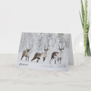 Caribbean Gropu Migrating in Snow Holiday Card
