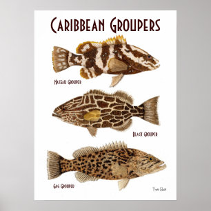 Caribbean Groupers Poster