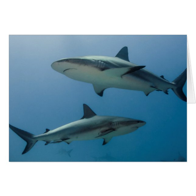 Caribbean Reef Shark (Front Horizontal)