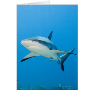 Caribbean reef shark (Carcharhinus perezi)