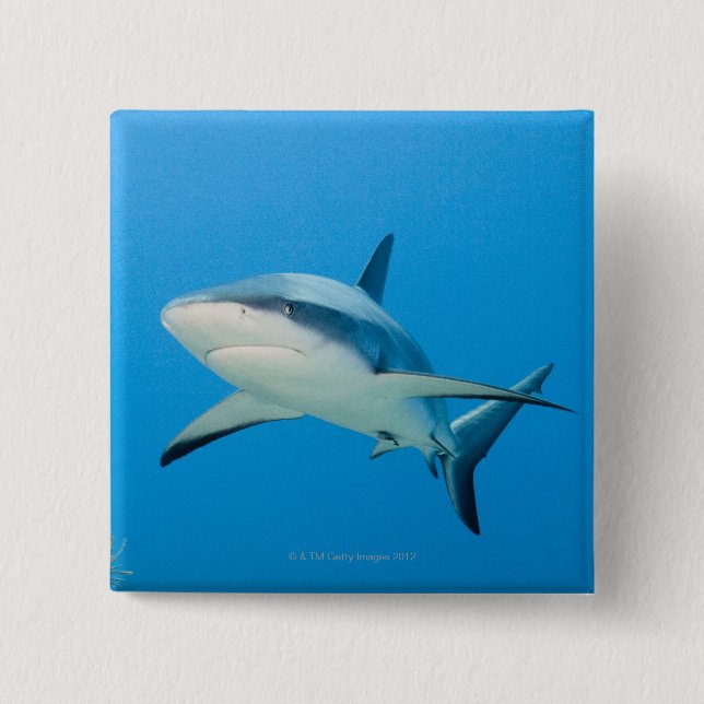 Caribbean reef shark (Carcharhinus perezi) 2 Inch Square Button (Front)