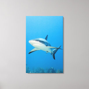 Caribbean reef shark (Carcharhinus perezi) Canvas Print