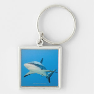 Caribbean reef shark (Carcharhinus perezi) Keychain