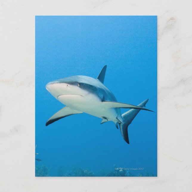 Caribbean reef shark (Carcharhinus perezi) Postcard (Front)