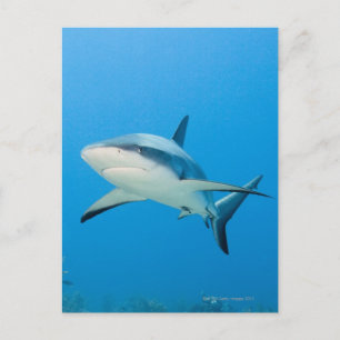 Caribbean reef shark (Carcharhinus perezi) Postcard