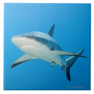 Caribbean reef shark (Carcharhinus perezi) Tile