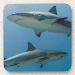 Caribbean Reef Shark Coaster