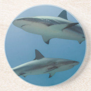 Caribbean Reef Shark Coaster