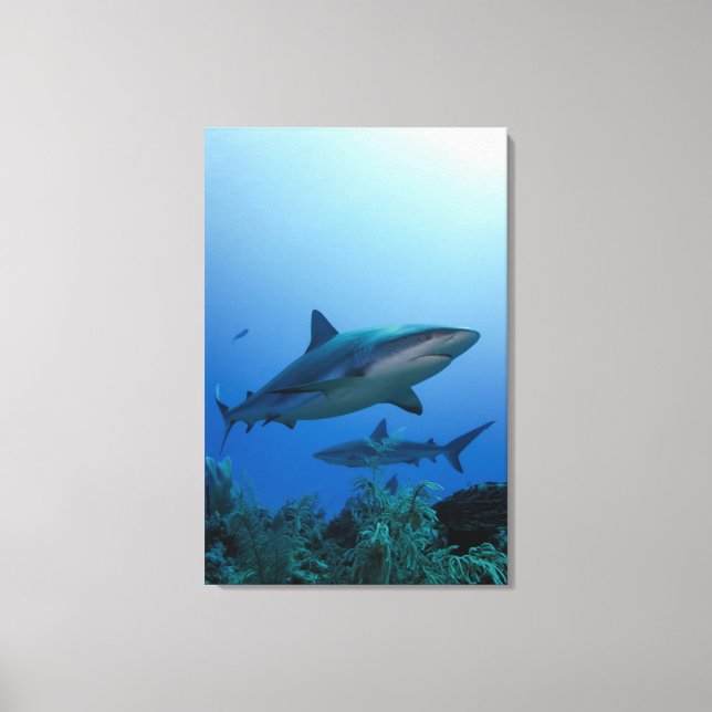 Caribbean Reef Shark Jardines de la Reina Canvas Print (Front)