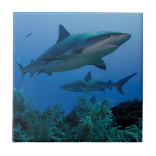 Caribbean Reef Shark Jardines de la Reina Tile