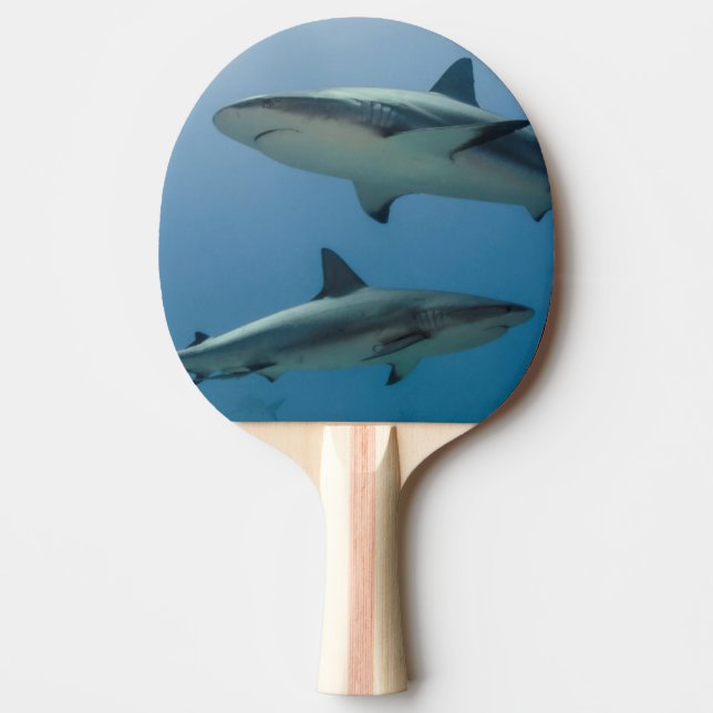 Caribbean Reef Shark Ping Pong Paddle (Front)