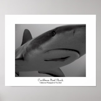 Caribbean Reef Shark Poster
