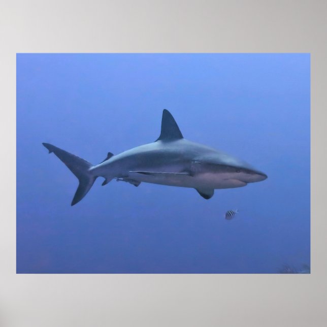 Caribbean Reef Shark Poster (Front)