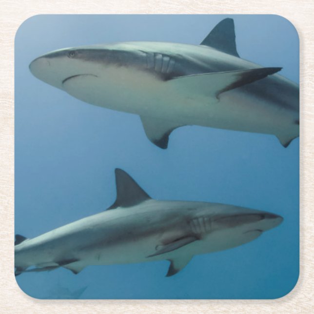 Caribbean Reef Shark Square Paper Coaster (Front)