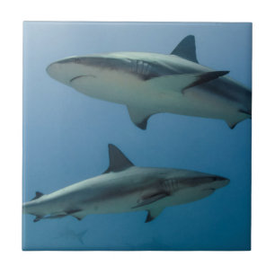 Caribbean Reef Shark Tile