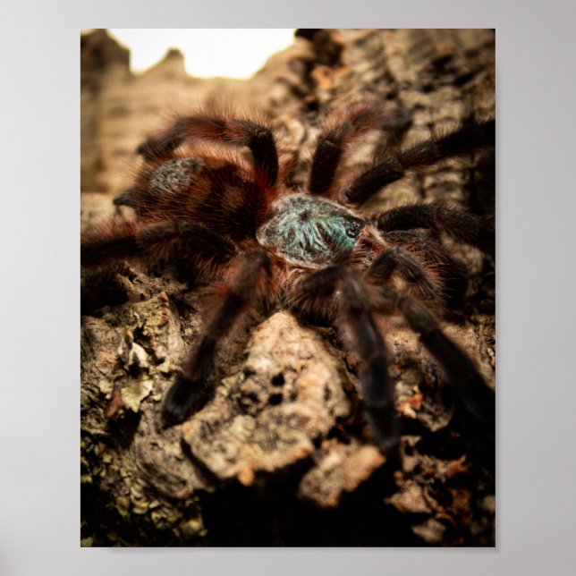 Caribena Versicolor Pink Toe Tarantula  Poster (Front)