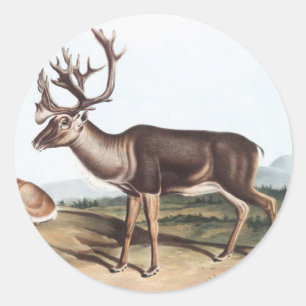 Caribou, American Rein Deer (Tarandus furcifer) Classic Round Sticker