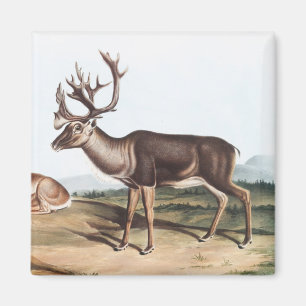 Caribou, American Rein Deer (Tarandus furcifer) Magnet