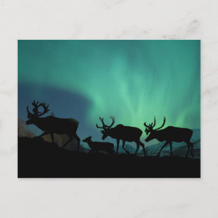 Caribou and Northern Lights Postcard