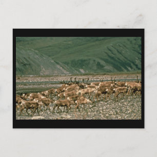 Caribou , Arctic National Wildlife Refuge Postcard
