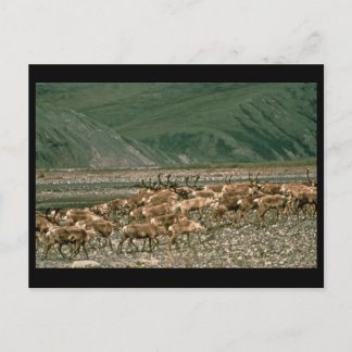 Caribou , Arctic National Wildlife Refuge Postcard
