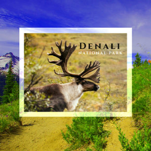 Caribou Buck, Autumn Antlers, Denali National Park Postcard