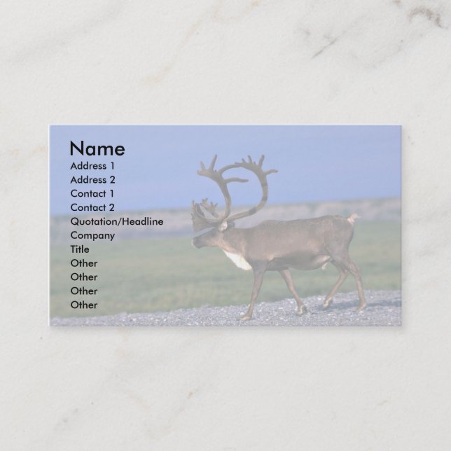 Caribou bull business card (Front)