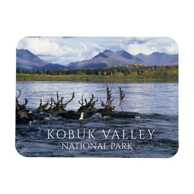 Caribou Crossing Kobuk River, Kobuk Valley  Magnet (Horizontal)