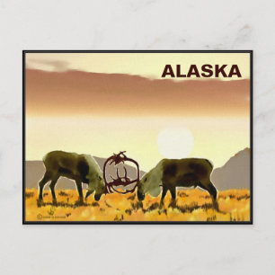 Caribou Duel - Alaska Postcard