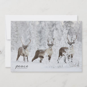 Caribou Gropu Migrating in Snow Holiday Card