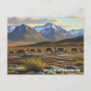 Caribou in Gates of the Arctic National Park Postcard